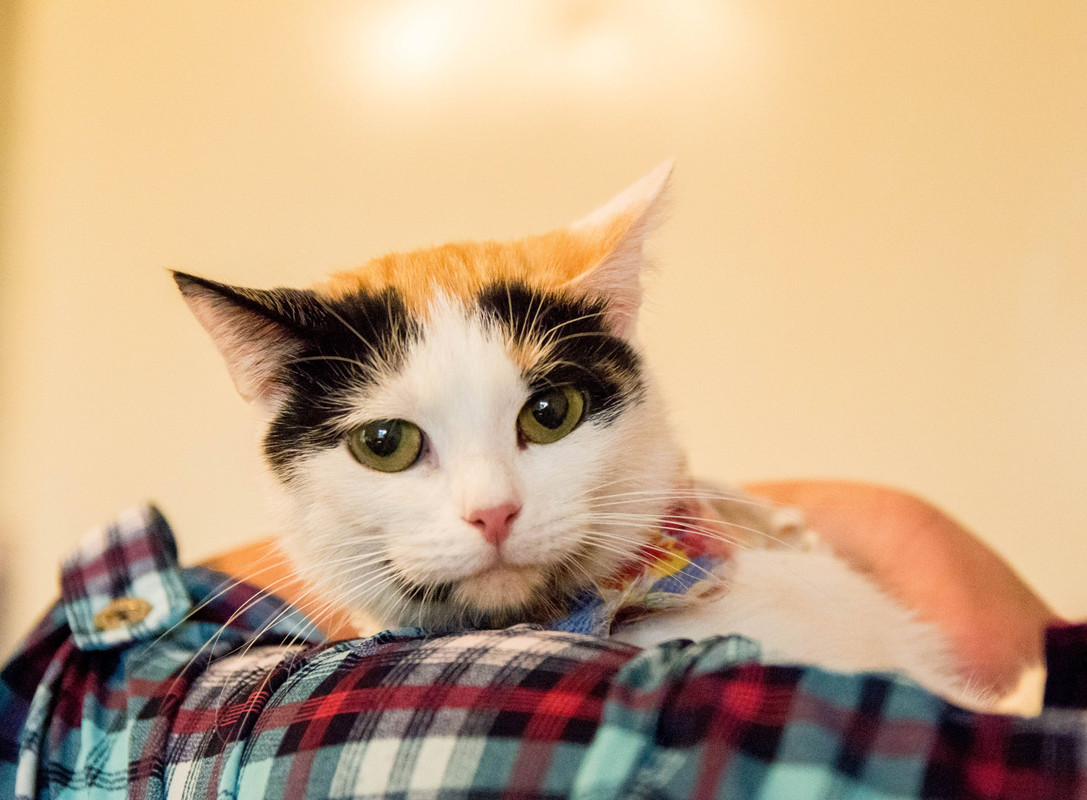 трехцветка-1-2