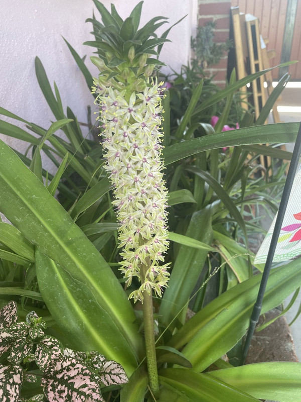 4A3DFE72-305A-4CB0-9D02-8370972805F4_1_105_c