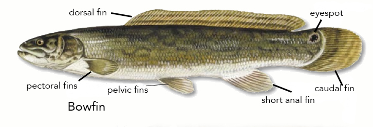 bowfin - Copy