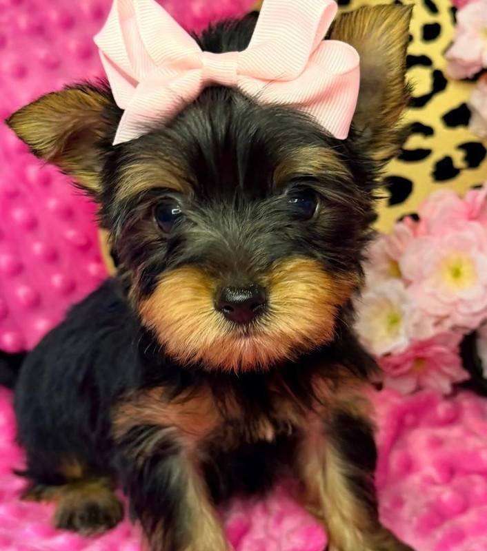 Black Gold Yorkie