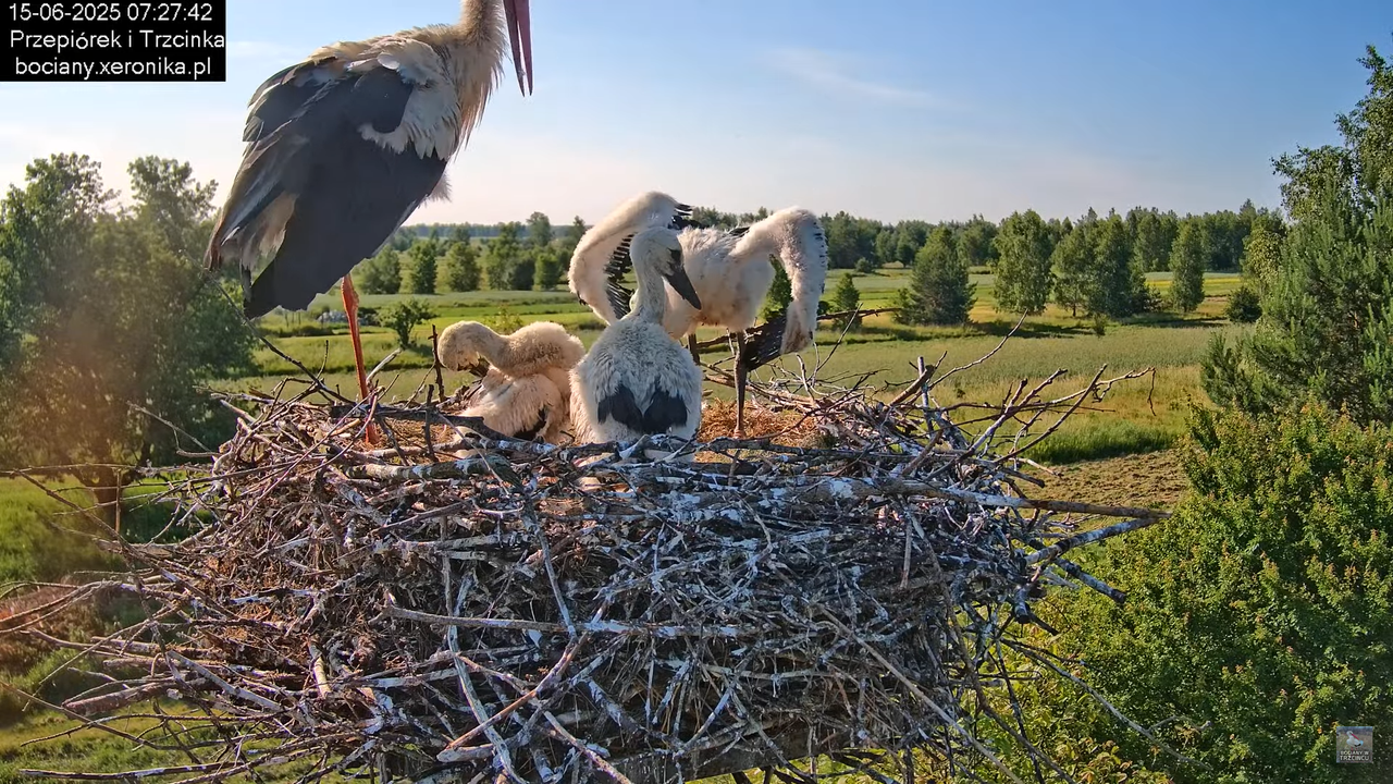 15062025bociany10