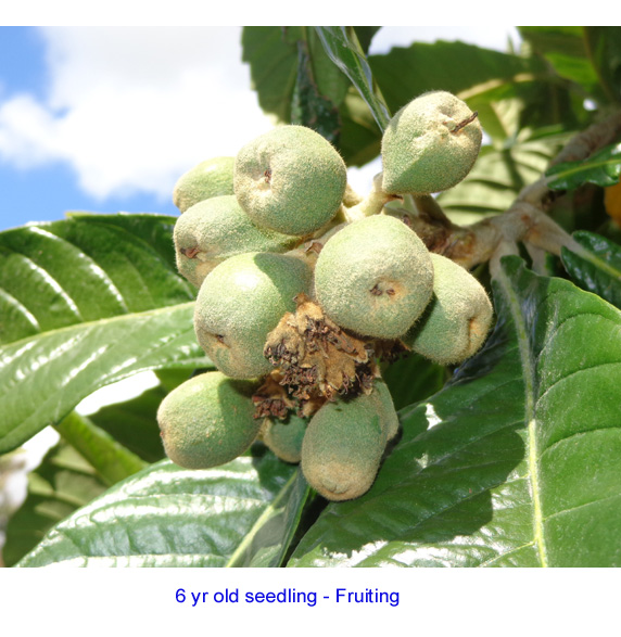 Seedling1 (6yr)-pic2