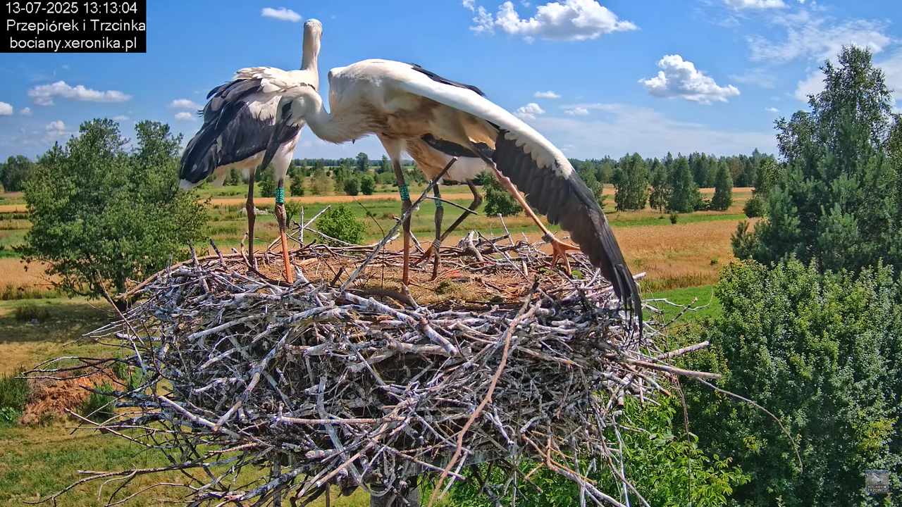 13072025bociany32