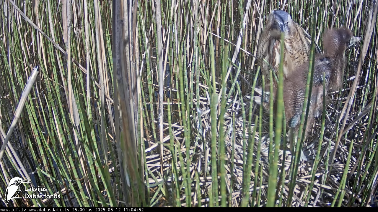 LDF Lielais dumpis (Botaurus stellaris) Zemītes pagastā 12-54-12 screenshot