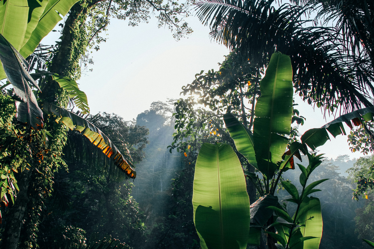 
							Amazon Eco-Tourism