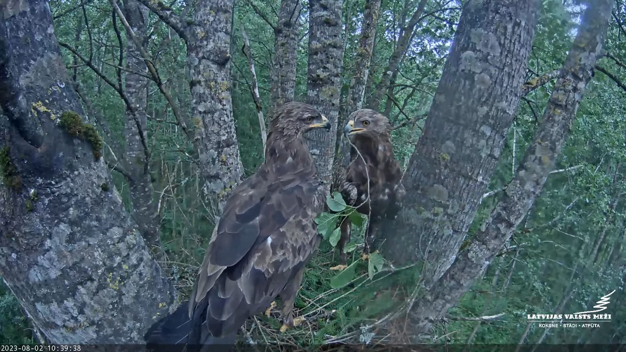 LVM Mazais ērglis Aizkuja, apse 2 - Lesser Spotted Eagle 13-14-21 screenshot