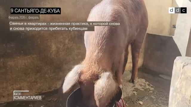 свиньи в квартирах 004 перевод
