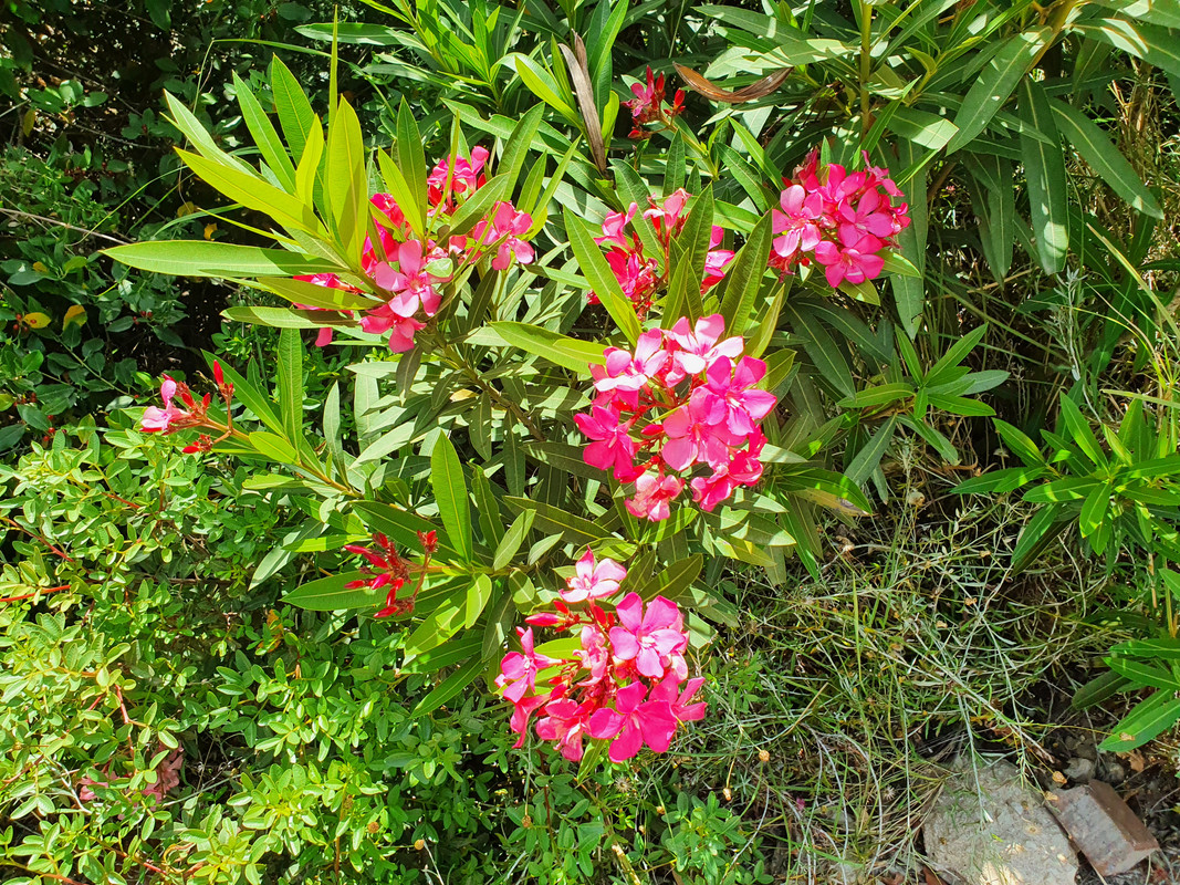 Цветки красного олеандра на улице Дорога Руппина, Хайфа