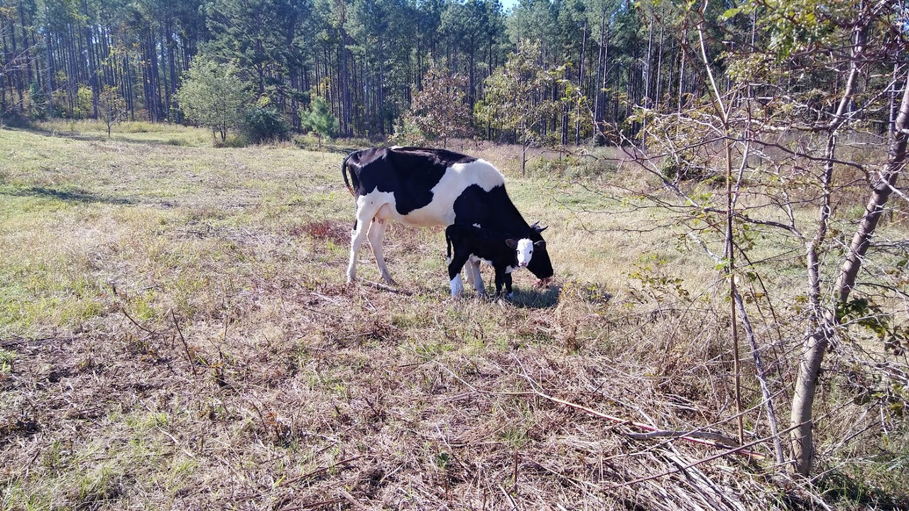 holstein cross 2