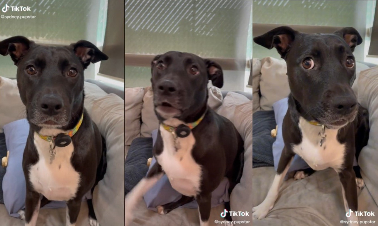 Perra se entera que es adoptada y su reacción es viral