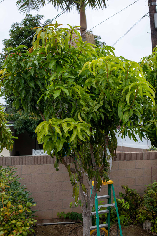 8U1A5151  Multi-Grafted Mango Tree #1 in Raised Bed (10-10-2022)