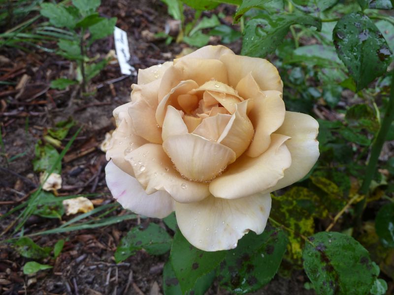 2013-08-18 Honey Dijon