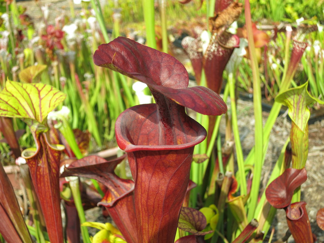 atropurpurea GIANT, 2018 archive