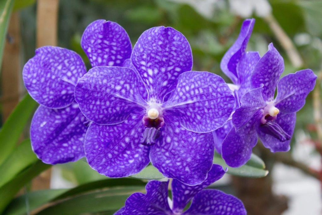 Происхождение названия орхидеи Ванда и ее значение в культуре и науке