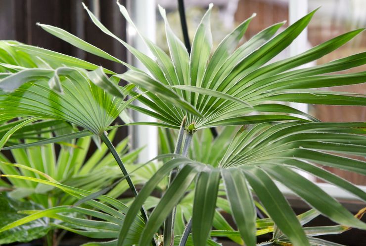 Трахикарпус 5 простых советов по уходу за растением