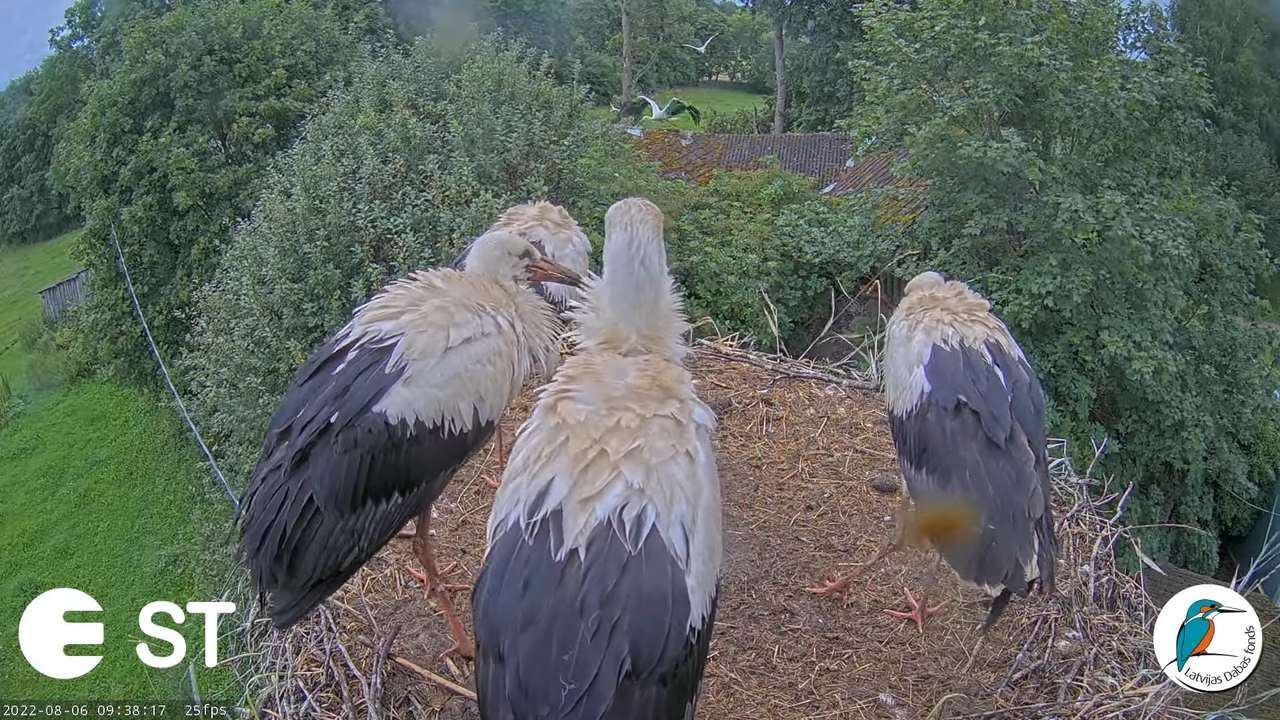 Baltie stārķi (Ciconia ciconia) Tukuma novadā - LDF tiešraide __ White storks in Tukums, Latvia 11-3