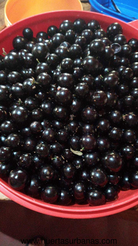 huertasurbanas_com_20201009_083727INTA_jaboticaba-1