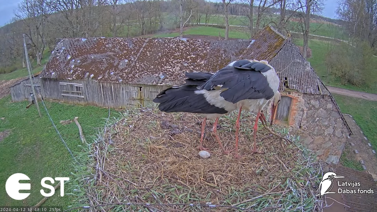 Baltie stārķi (Ciconia ciconia) Tukuma novadā - LDF tiešraide __ White storks in Tukums, Latvia 14-5