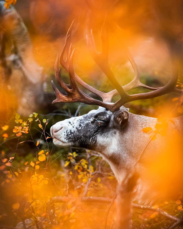 Rusa