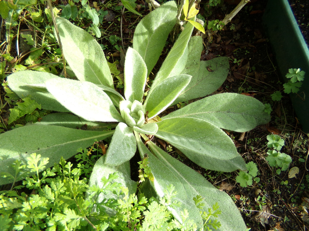 Molène ou bouillon blanc