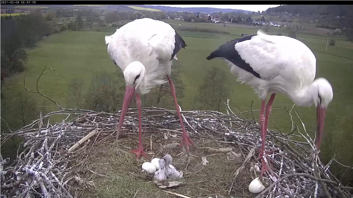 2021-05-04-0647-2Küken