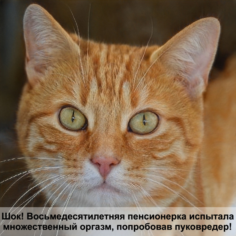 как кошки выбирают с кем спать