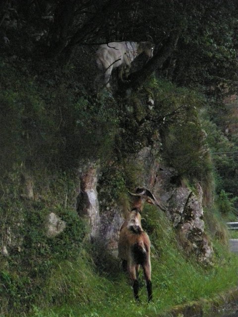 PICOS DE EUROPA-16-5-2013-LEON/ASTURIAS/CANTABRIA - Paseando por España-1991/2016 (57)