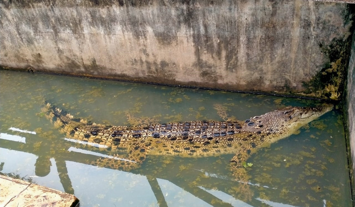 Tak Sanggup Rawat Buaya Raksasa, Warga Surabaya Minta Damkar Evakuasi