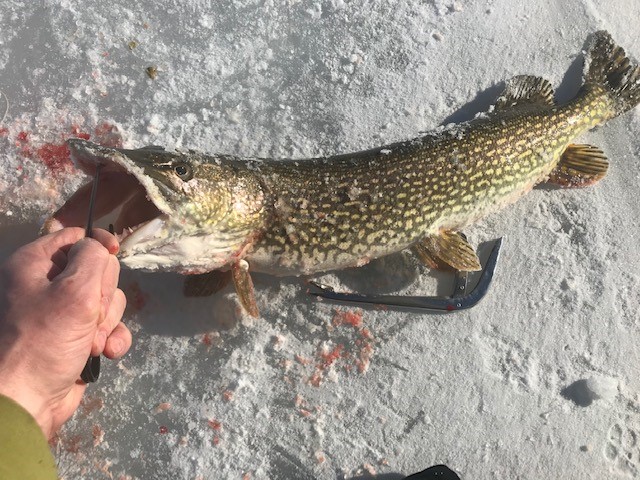Pike