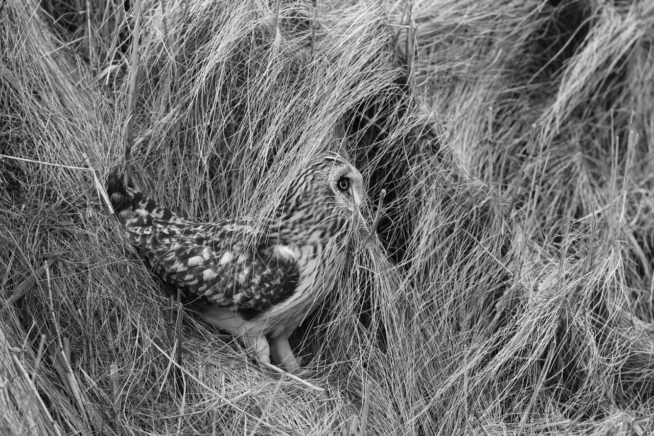Velduil vanuit de auto.