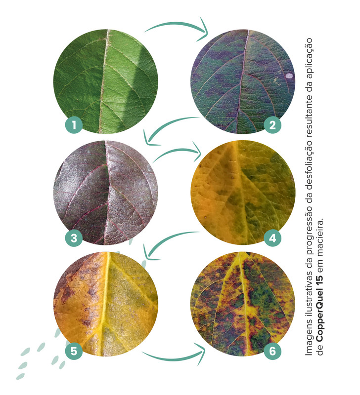 Desfolia��o Macieira