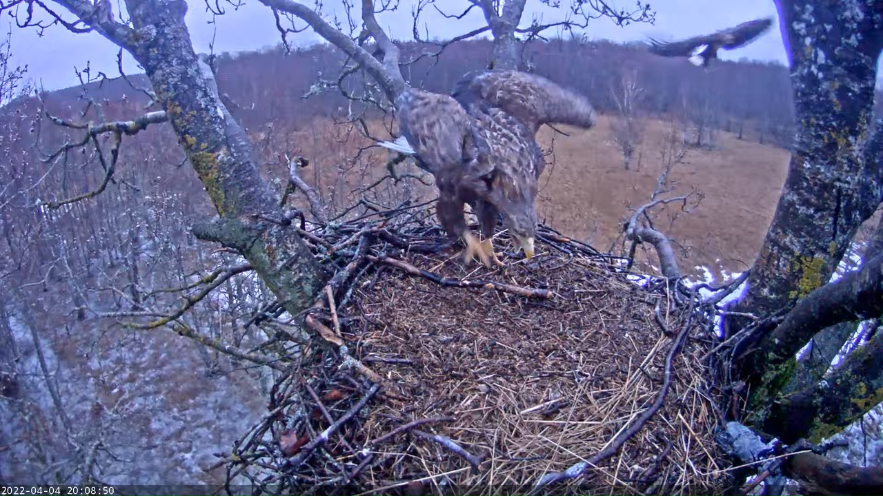 Merikotkas__Haliaeëtus albicilla 8-27-19 screenshot