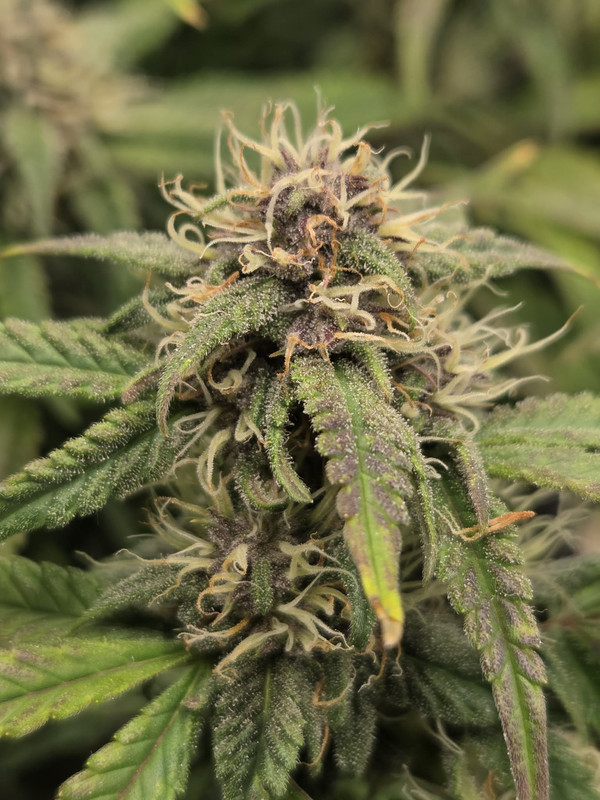 Messenger creation EDD14BE4 F4F8 4569 BD35 674CCD1C9CE4