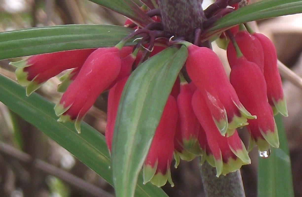 Polyugonatum vietnamicum , Chad ,170423