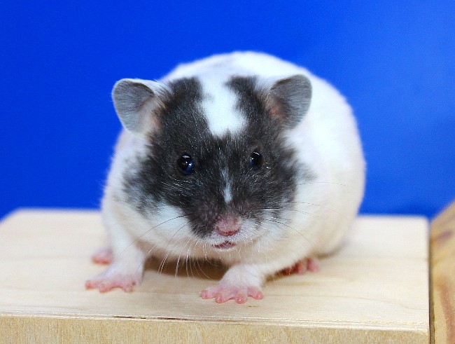 Аврал 21.04.22-02