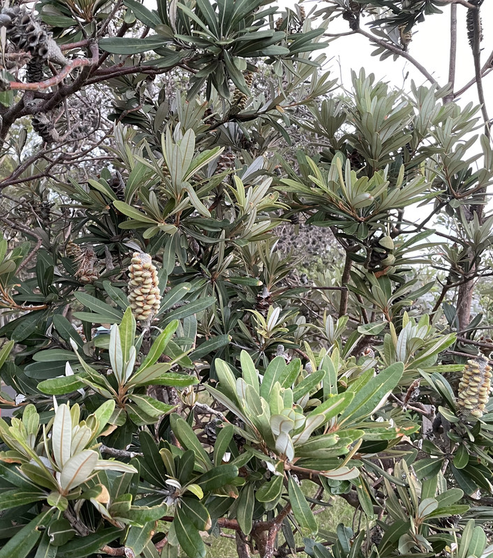 0F5E5D07-E058-4C88-87E1-39B2D32A4B4A