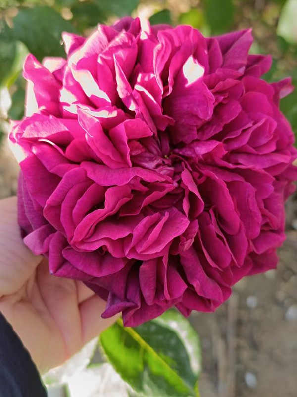 изображение_viber_2024-06-26_13-27-08-550