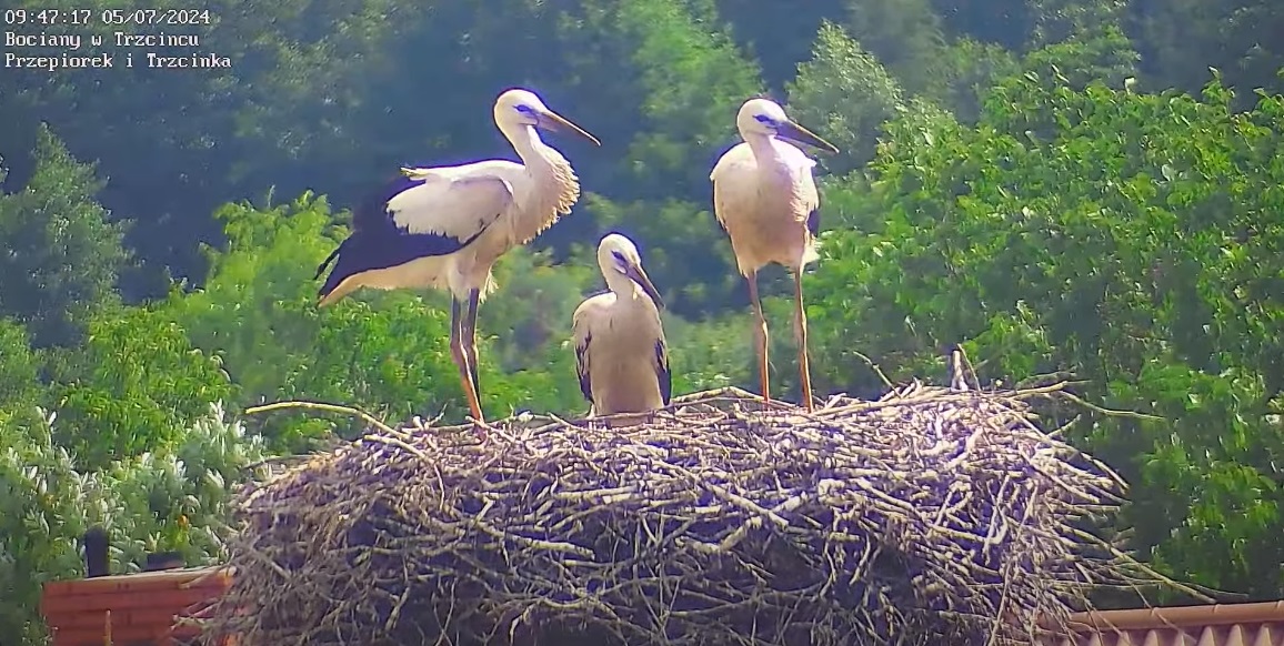 patrzymytylkowdobrastrone