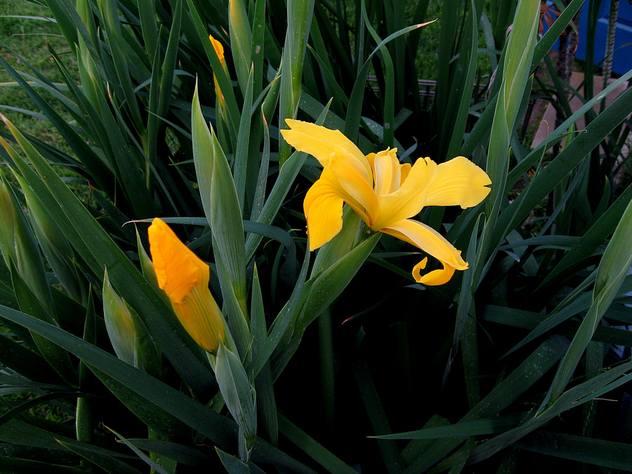 iris1.jpg