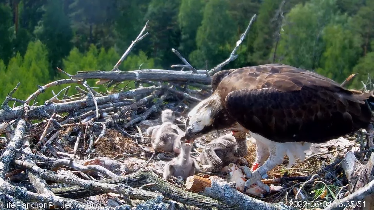 Rybołowy Online Puszcza Napiwodzko-Ramucka _ Ospreys Online in Napiwodzko-Ramucka Forest 12-11-36 sc