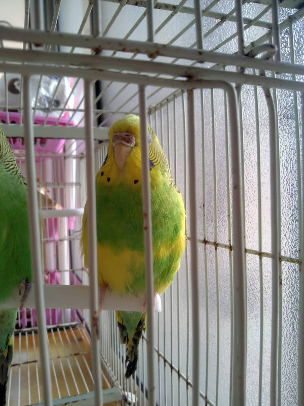 صورة