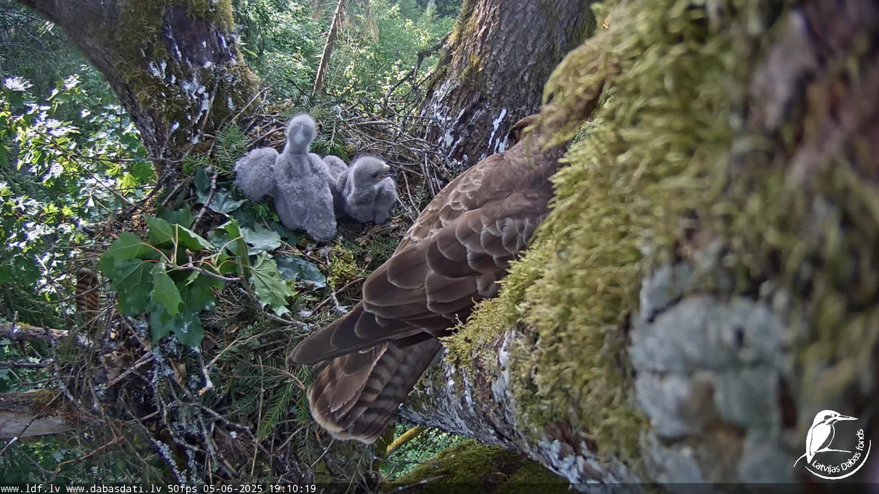Melnās klijas (Milvus migrans) Kurzemē_ peļu klijāni (Buteo buteo) 16-27-30 screenshot