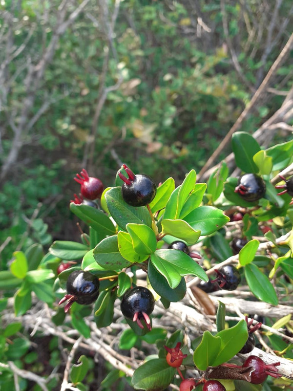 WhatsApp Image 2020-12-20 at 00.10.00 (34)