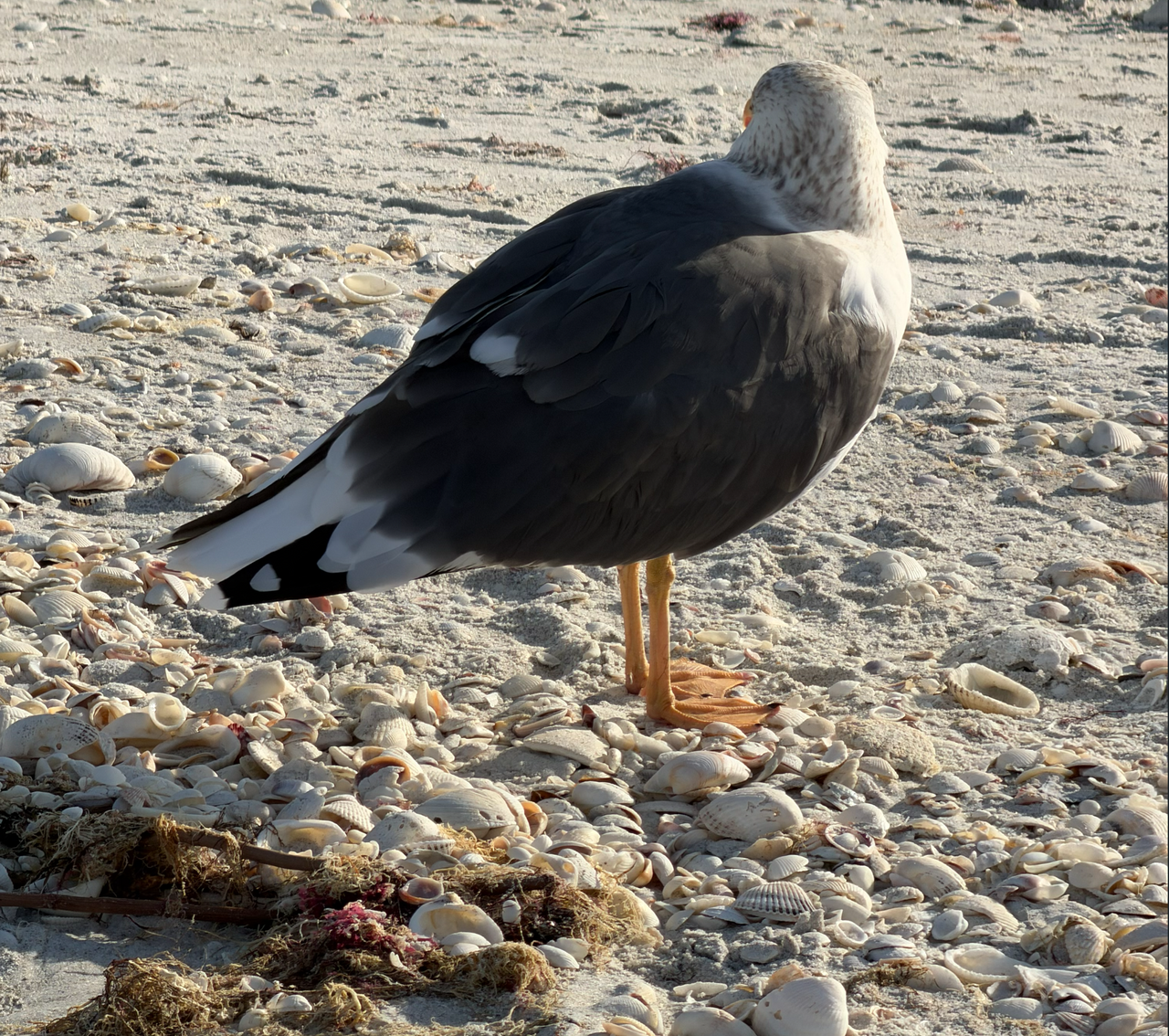 [Image: Sanibel-Island12.png]