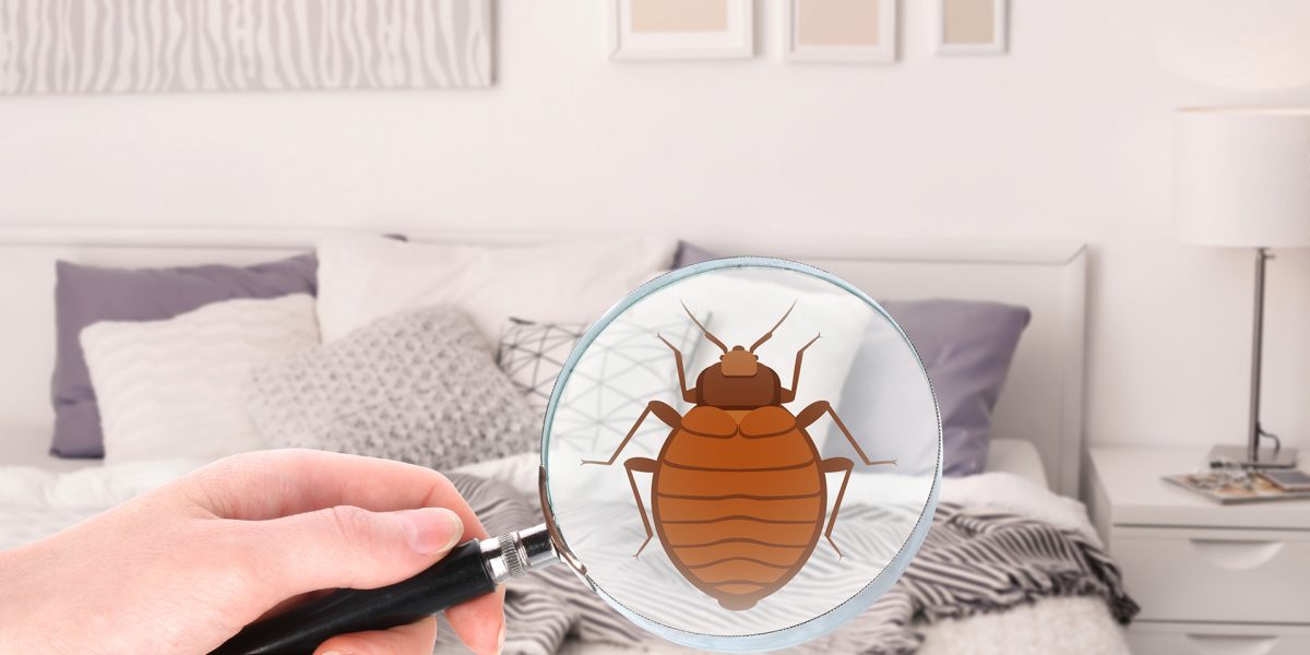 Kissimmee Bed Bug Treatment