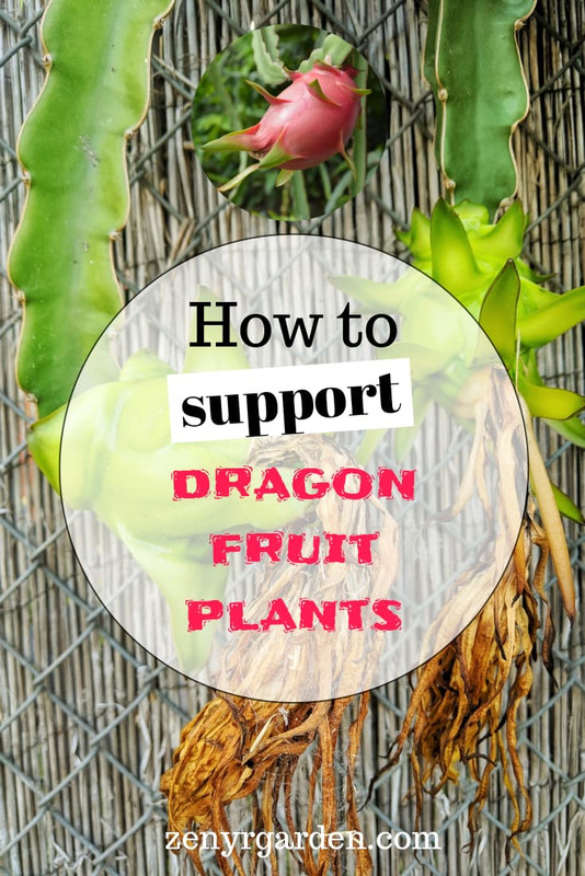 how-to-support-dragon-fruit-plants.jpg