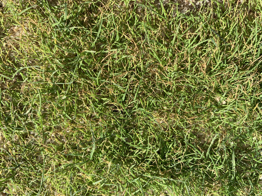 Bentgrass seed not growing !! Lawn Care Forum