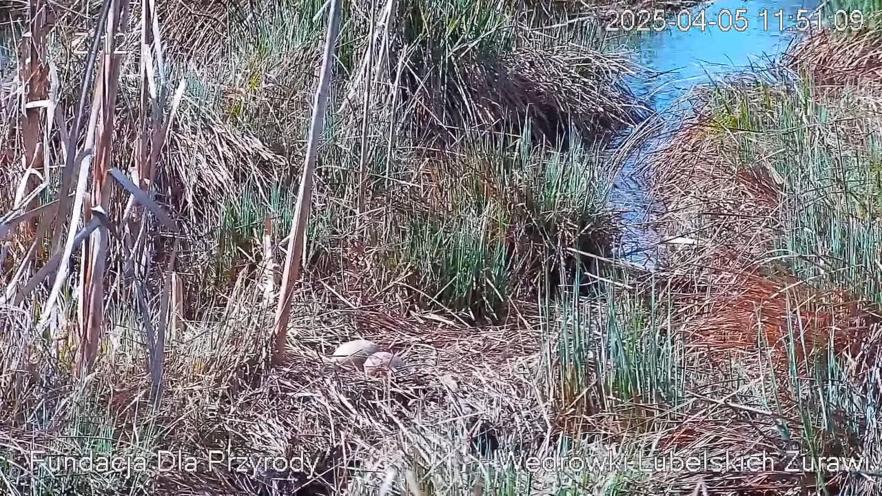 Kamera na żywo Gniazdo żurawia, okolice Poleskiego PN. Live cam nesting common crane, Polesie Poland