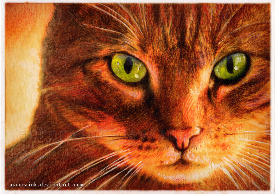 25-cat-close-up-by-auroraink-d2zbg51