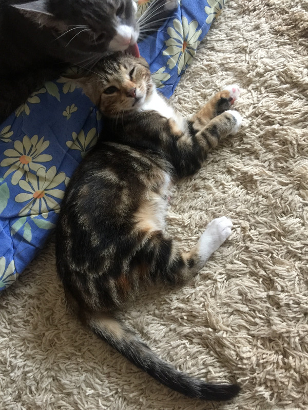 C61EB0B2-4D16-4D68-A61F-E94F9D3ECADC